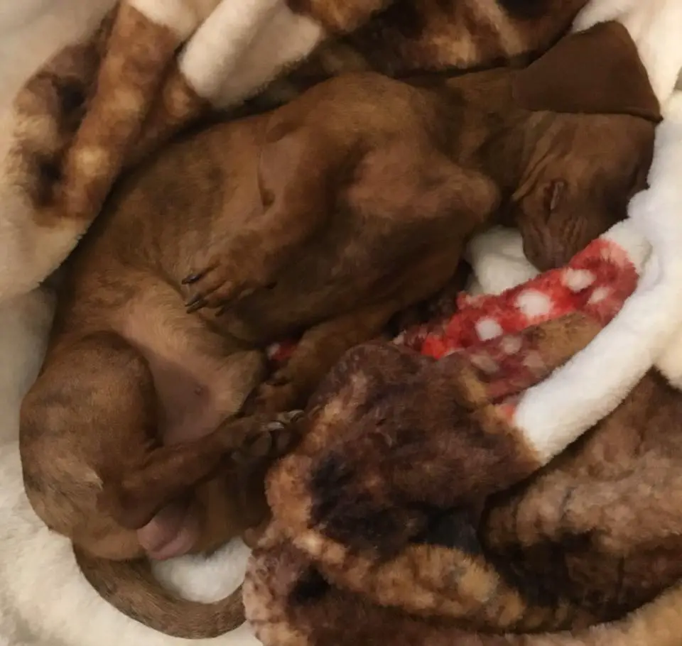A Dachshund sleeping soundly in its bed