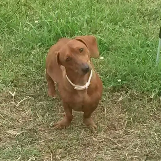 A Dachshund standing on the grass while tilting its head