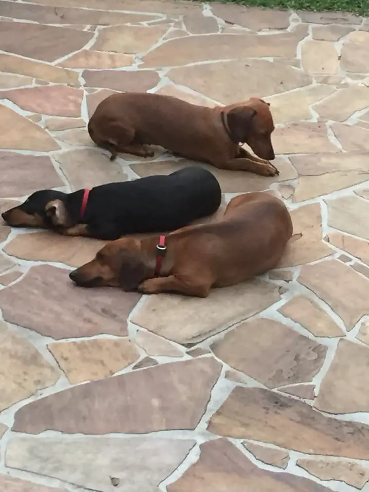 three Dachshunds lying on the pavement in the yard