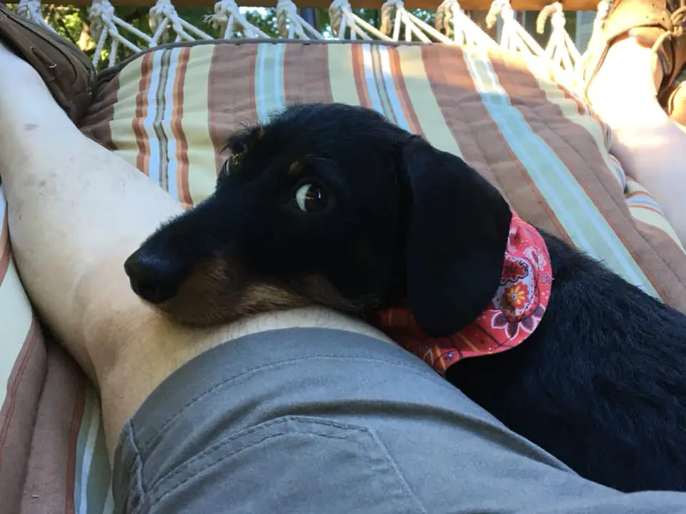 A Dachshund lying with its head on top of the knee of a man
