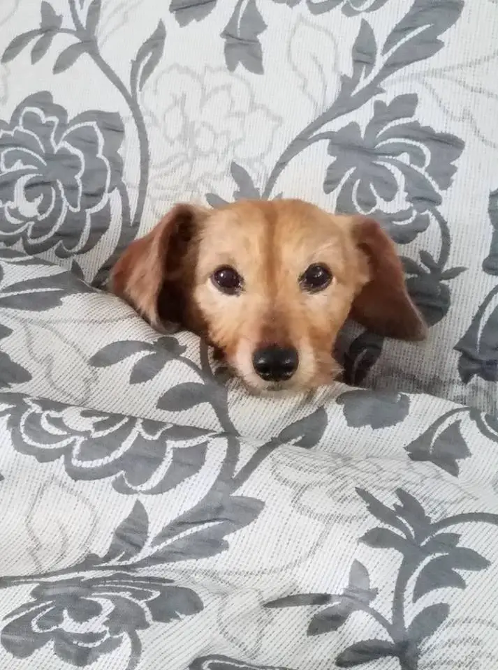 A Dachshund on the bed with its body under the blanket