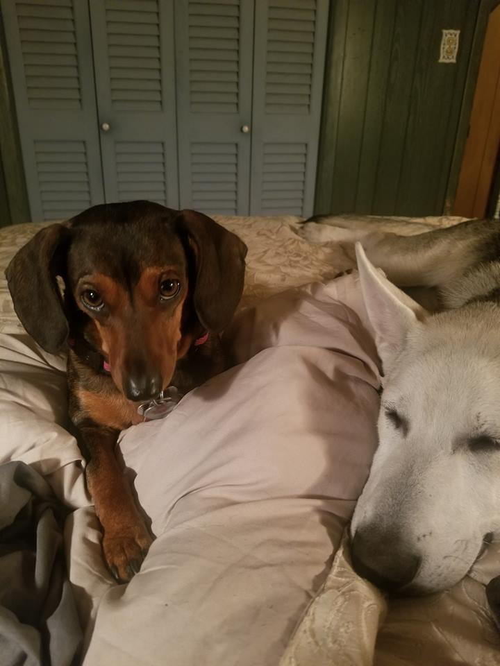 A Dachshund lying on the bed with another dog