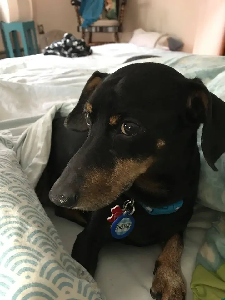 A Dachshund lying on the bed
