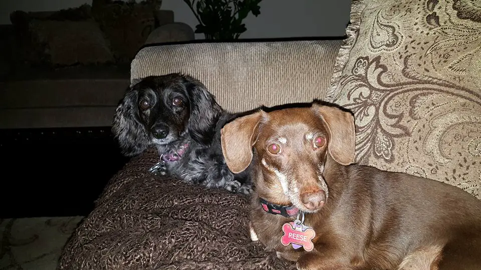 two Dachshunds lying on the couch