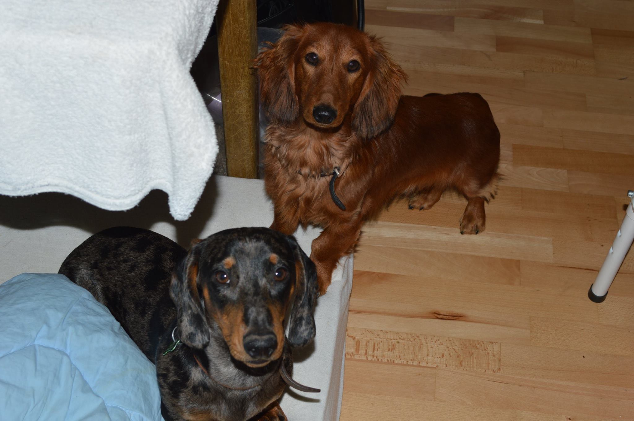 two Dachshund standing on the floor