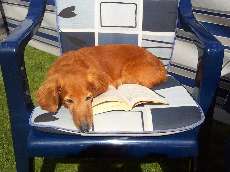 A Dachshund lying on top of the chair with an open book
