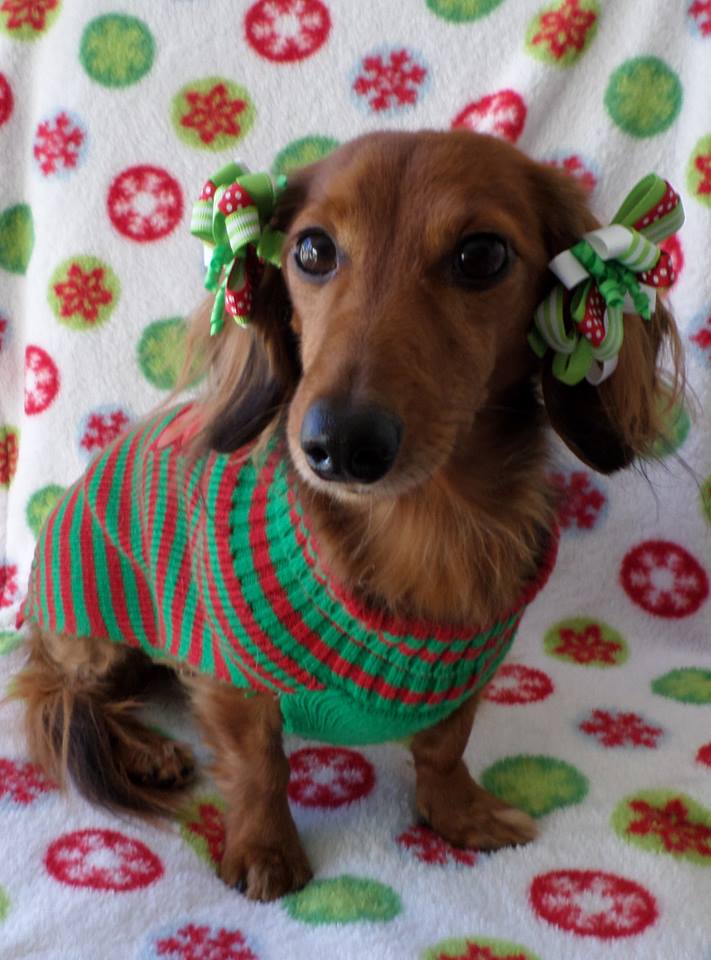 A Dachshund wearing a red and green sweater and hair tie while sitting on the couch