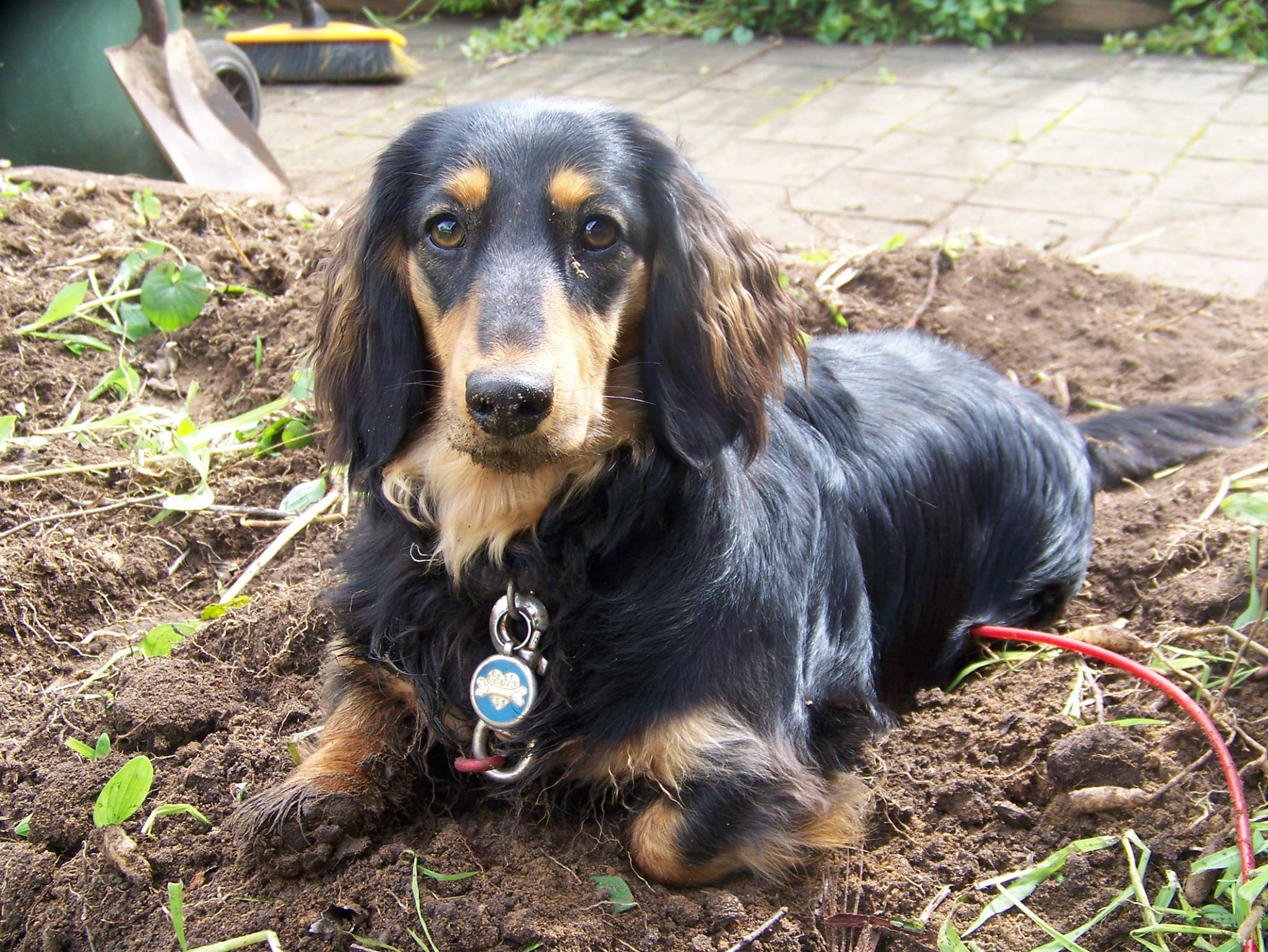 A Dachshund lying on top of the garden bed