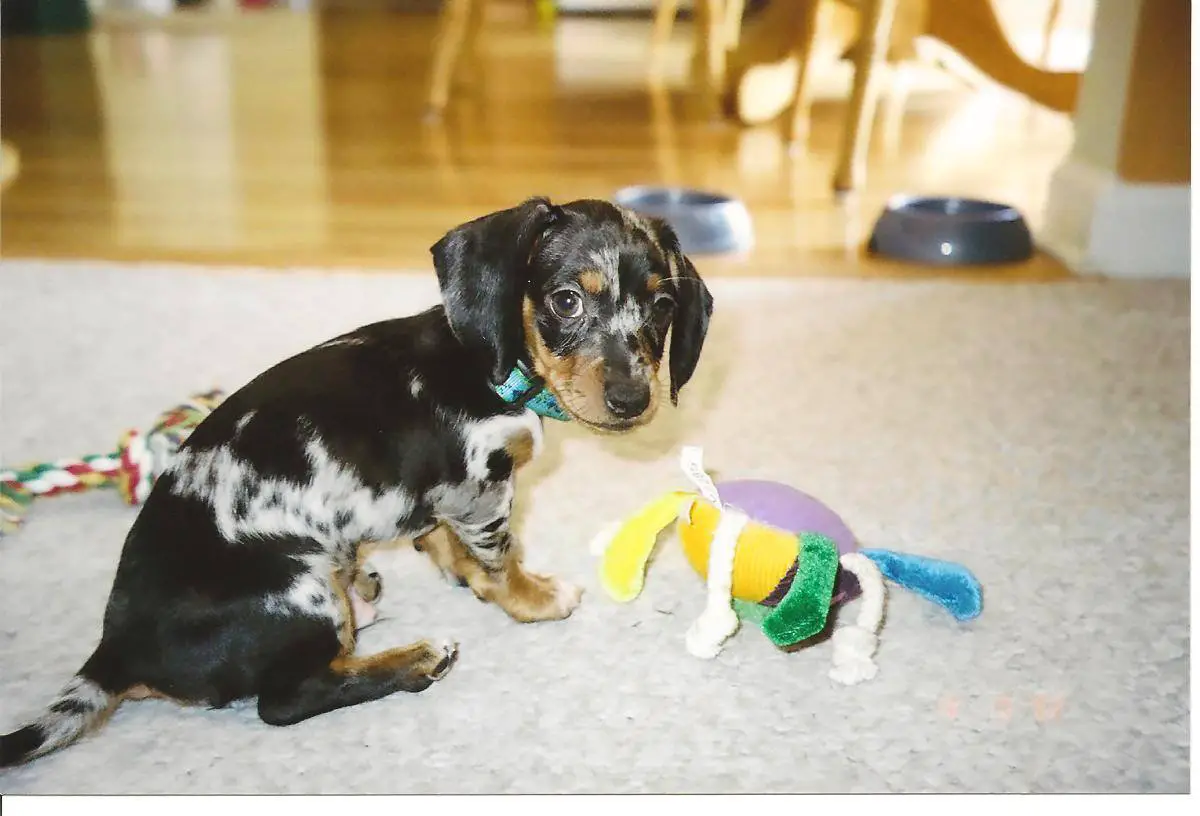 A Dachshund puppy sitting on the carpet with its toy