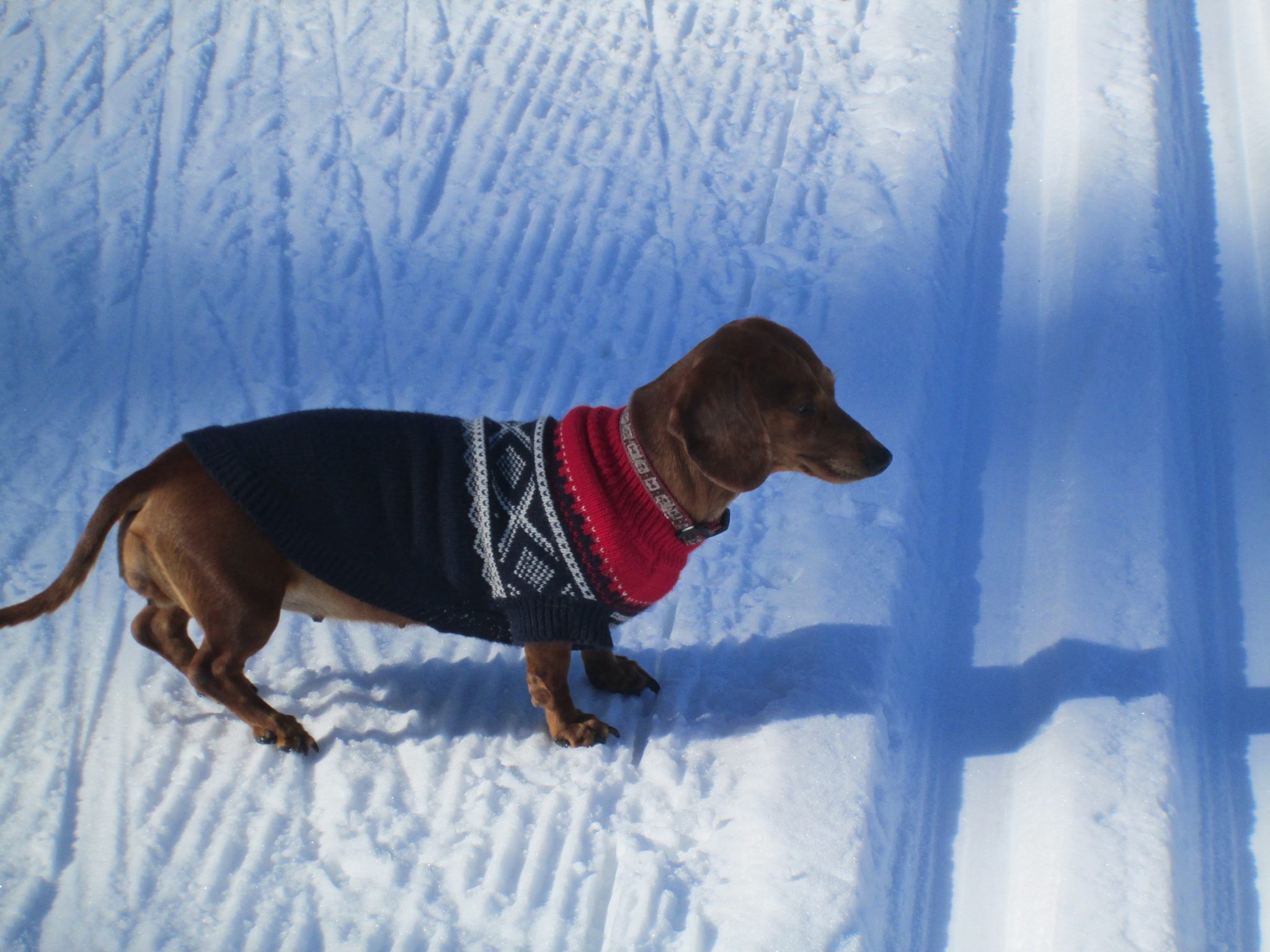 A Dachshund standing in snow