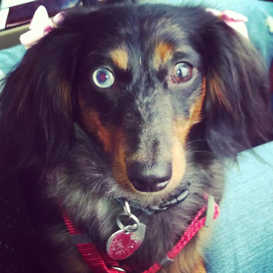 A Dachshund sitting on the couch