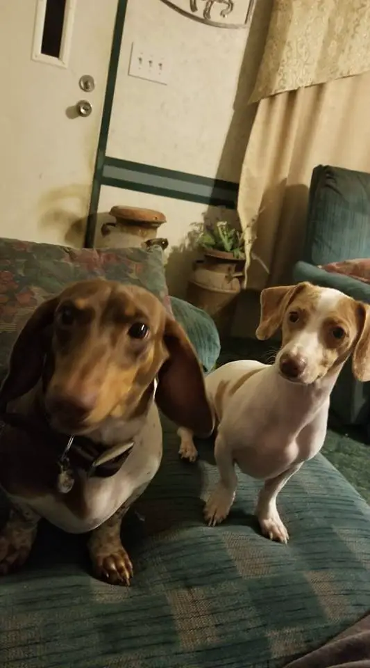 two Dachshunds siting on the couch