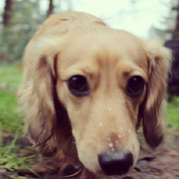 A Dachshund smelling the ground while walking