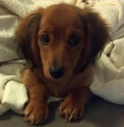 A Dachshund puppy lying on the bed