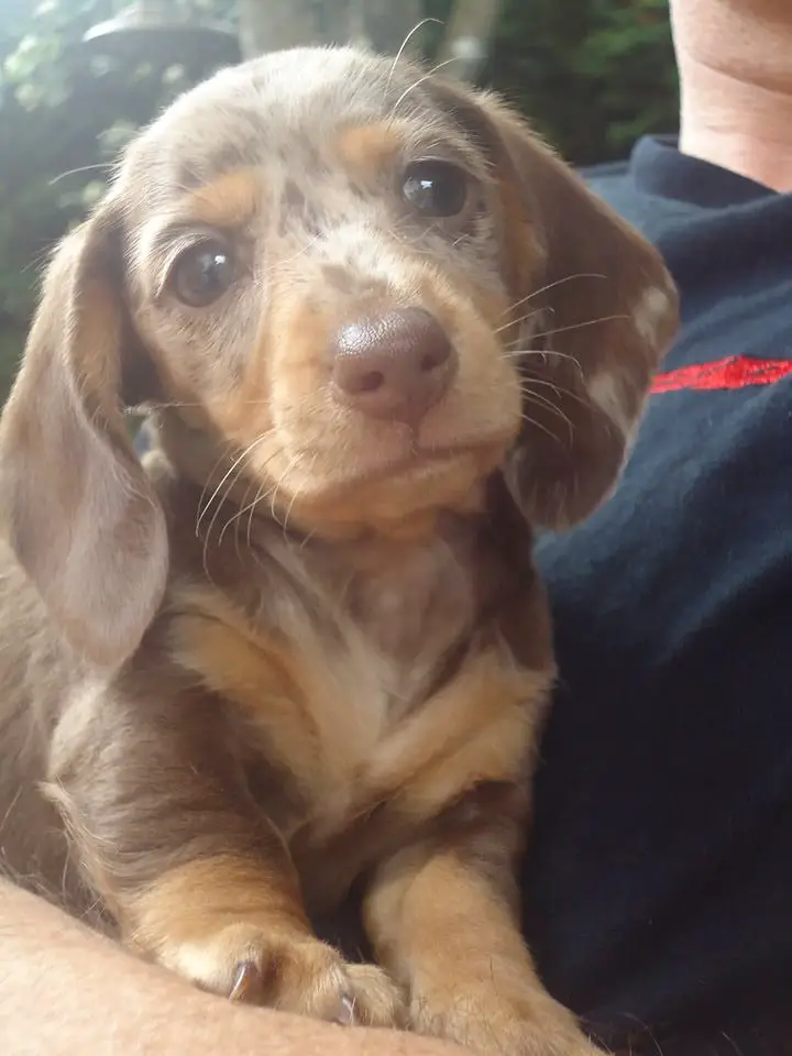 A Dachshund puppy in the arms of a person
