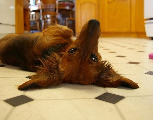 A Dachshund lying on its back on the floor