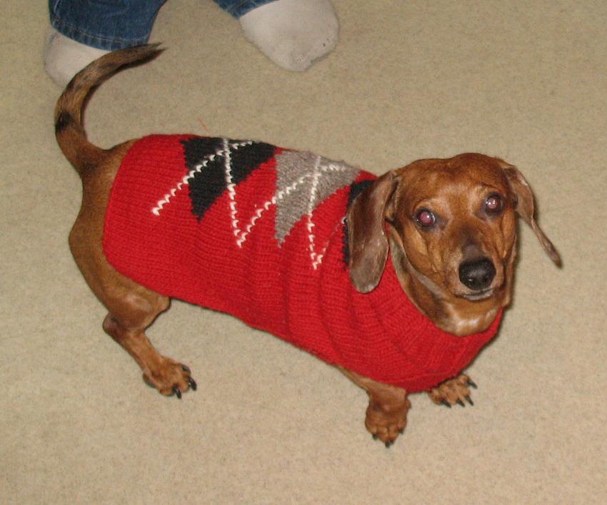 A Dachshund wearing a sweater while standing on the floor