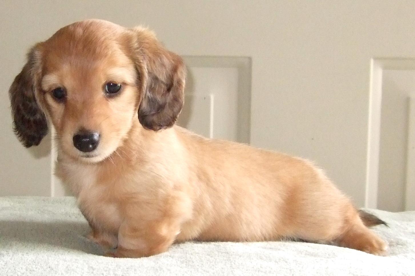 A Dachshund puppy lying on top of the bed