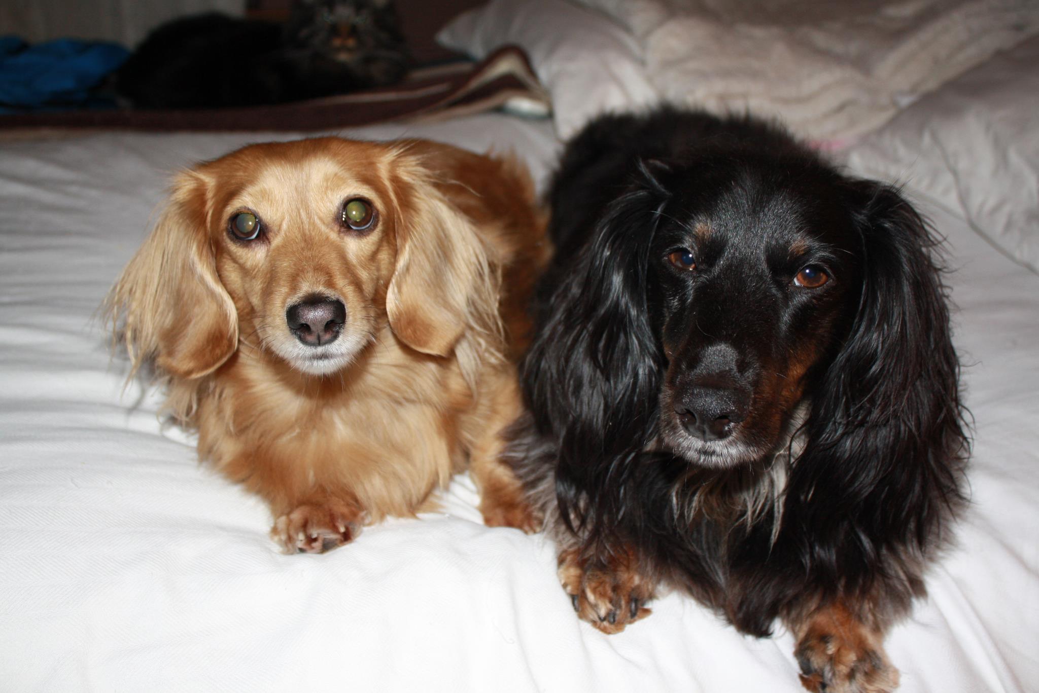 two Dachshunds lying on the bed