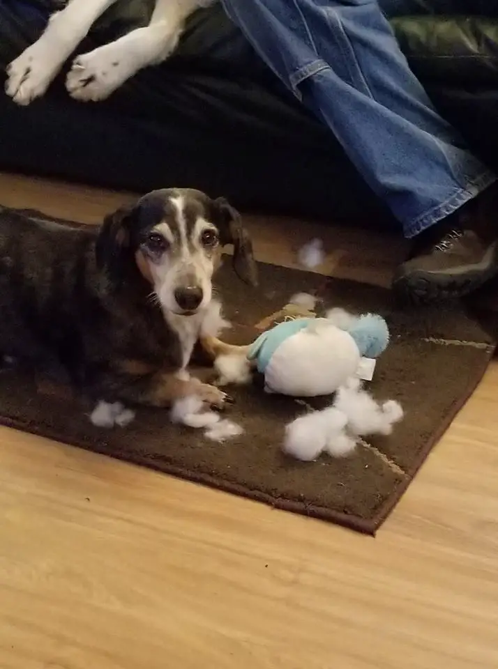 A Dachshund lying on the carpet with its torn stuffed toy