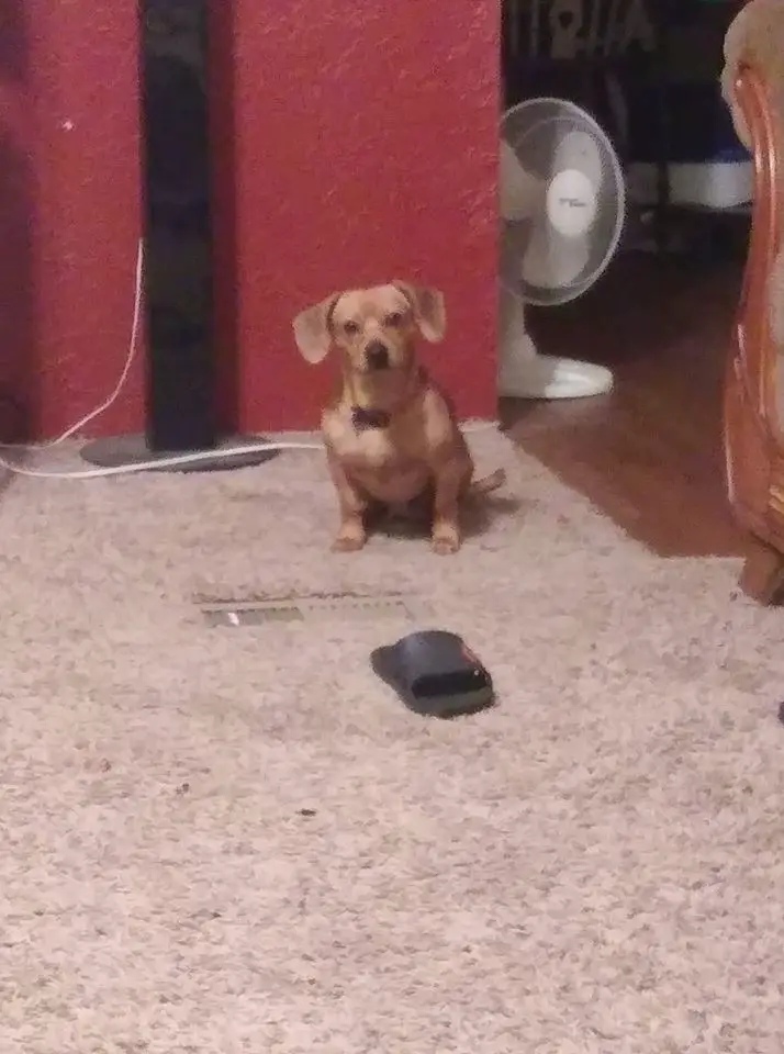 A Dachshund sitting on the carpet behind the slipper