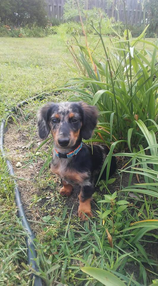 A Dachshund sitting in the backyard