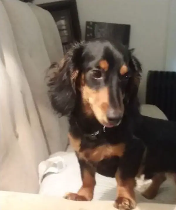 A Dachshund standing on top of the couch