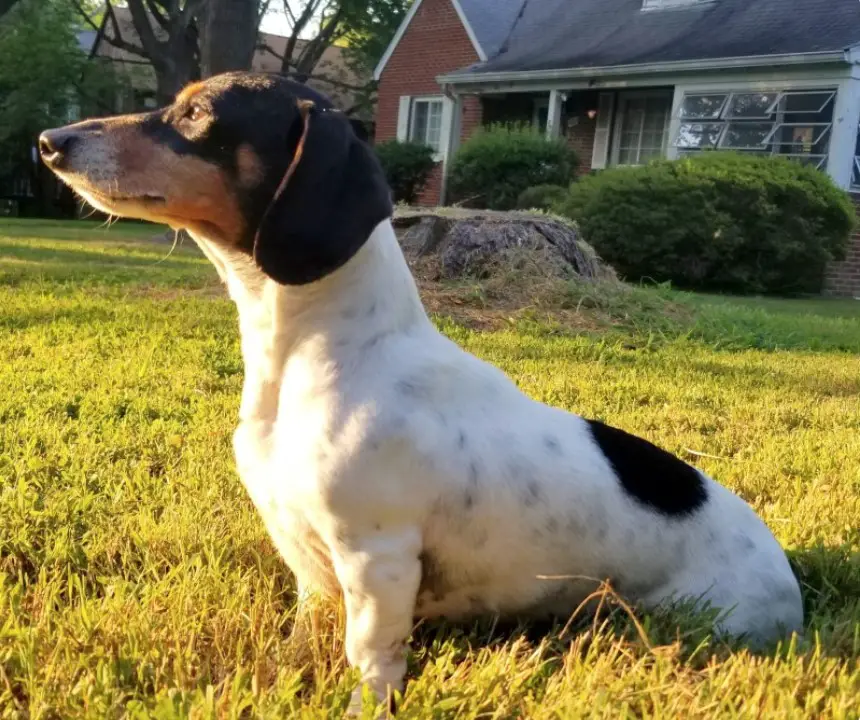 A Dachshund sitting on the green grass in the yard