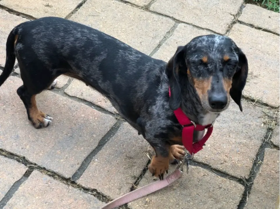 A Dachshund standing on the pavement pathway in the backyard