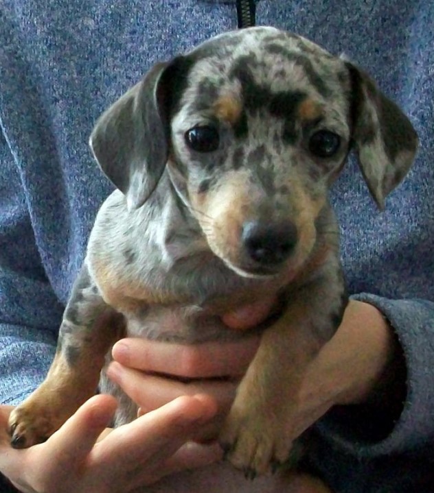 A Dachshund puppy in the arms of a man