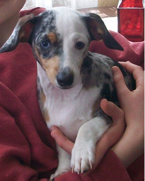 A Dachshund lying on top of the person sitting on the couch