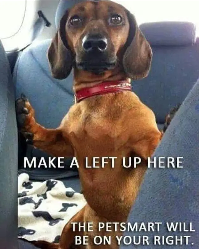 anxious Dachshund at the back seat photo with a text 