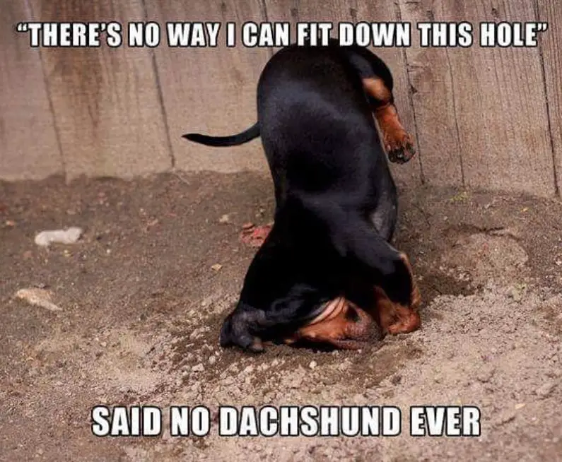 Dachshund digging the ground photo with a text 