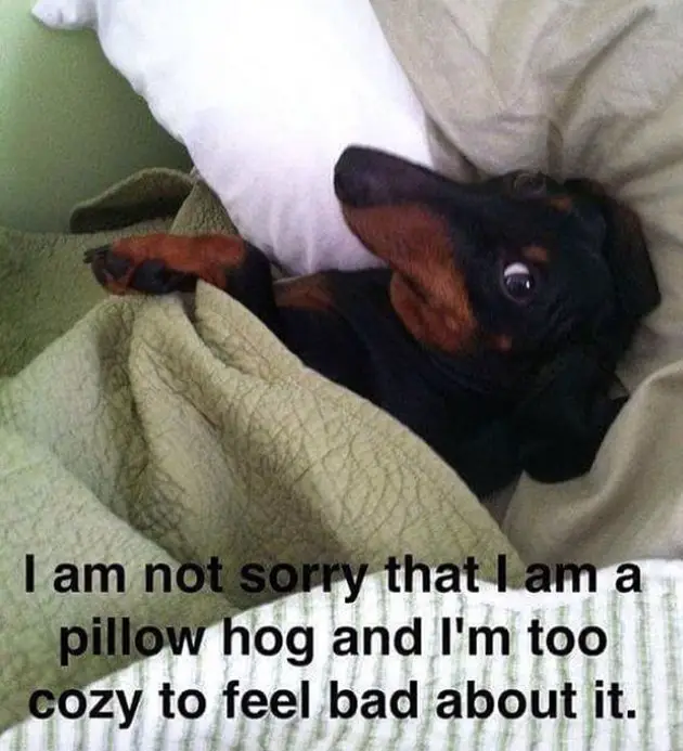 Dachshund on the bed with a text 
