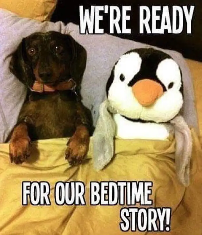 Dachshund on the bed beside its duck penguin stuffed toy photo with a text 