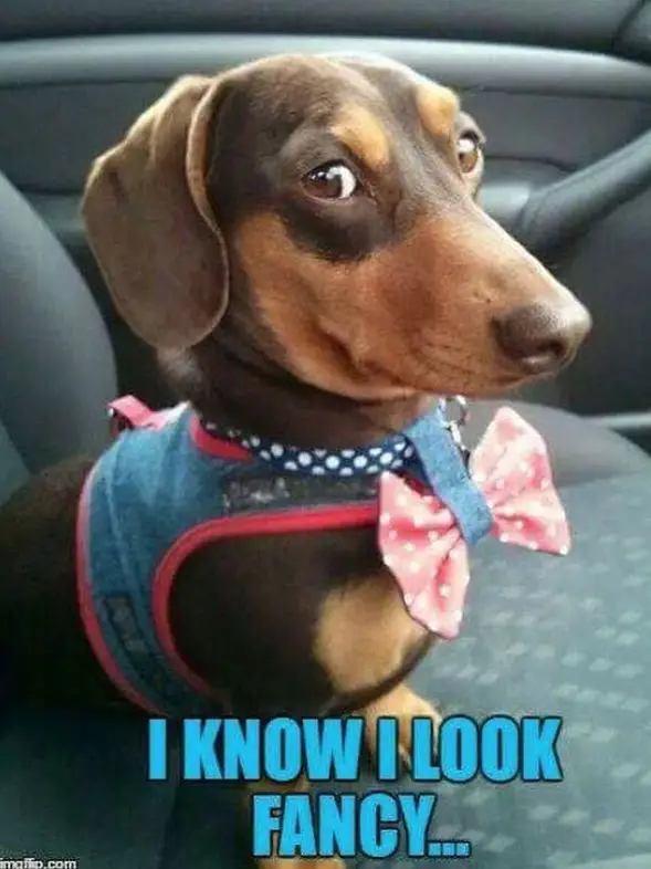 Dachshund sitting inside the car photo with a text 