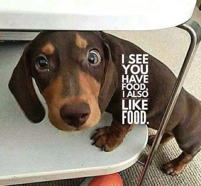 Dachshund under the table photo with a text 