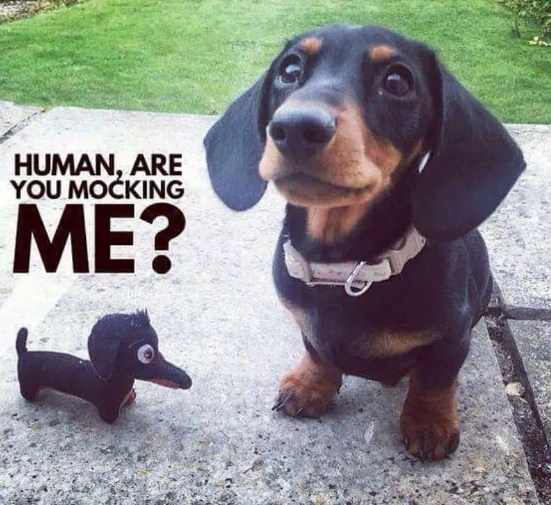Dachshund looking with its miniature stuffed toy version of him photo with a text 