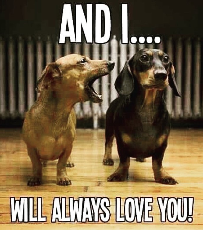 Dachshund howling at a Dachshund beside it photo with a text 