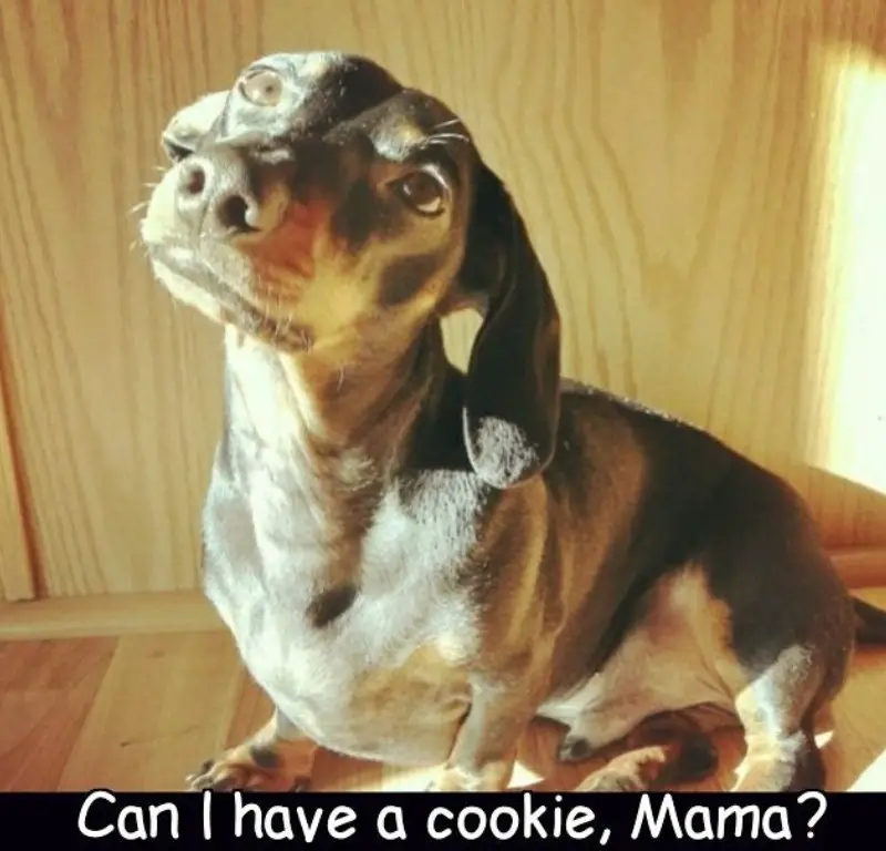 Dachshund sitting on the floor with its begging face photo with a text 