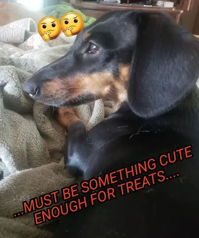 Dachshund lying on the bed photo with a text 
