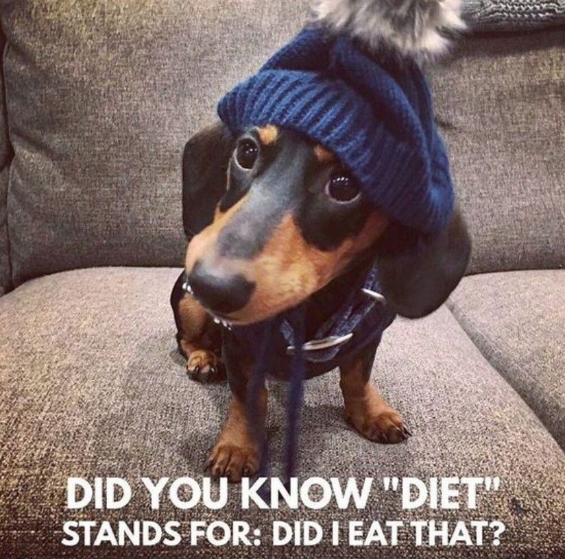 Dachshund sitting on the couch wearing a beanie with a text 