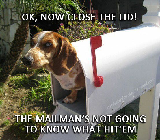 Dachshund inside the mail box photo with a text 