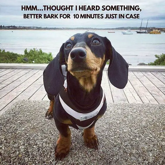 staring Dachshund by the beach photo with a text 