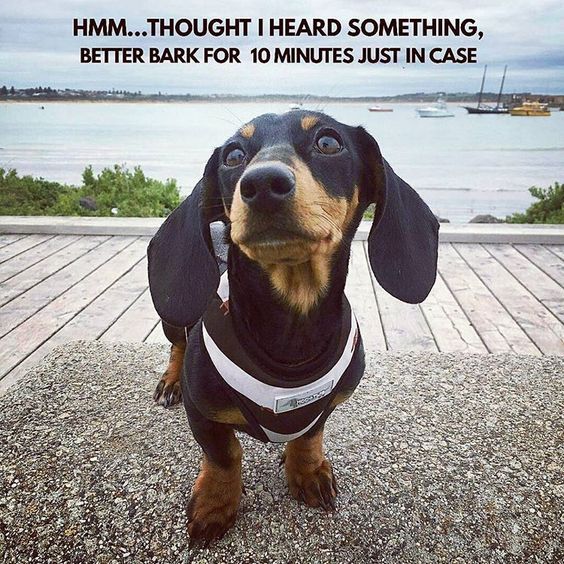 staring Dachshund by the beach photo with a text 