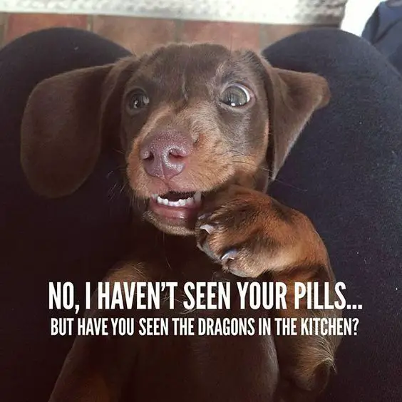 Dachshund with its hand on its mouth photo with a text 