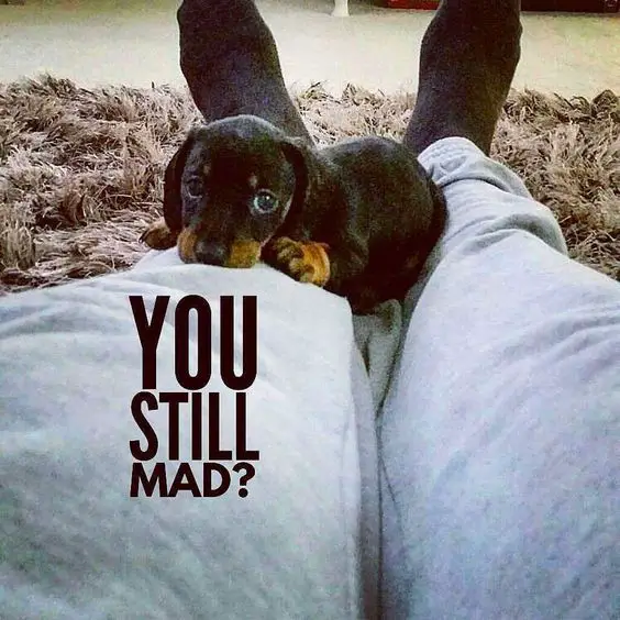 Dachshund puppy on its owner's leg photo with a text 