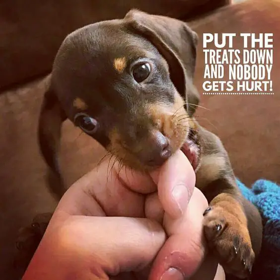 Dachshund puppy biting a person's finger photo with a text 