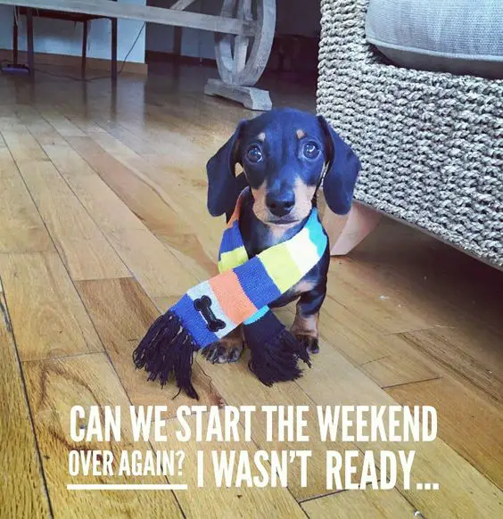 Dachshund sitting on the floor wearing a scarf photo with a text 