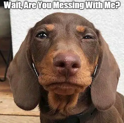 Dachshund focusing its eyes photo with a text 
